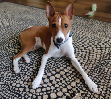 Miot/Litter A (Goldi i Malik)