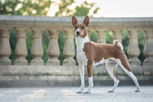 27.07.20 Hips and elbows examination