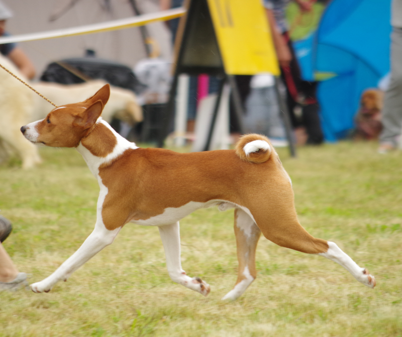 17-18.07.2021 Dwie wystawy krajowe w Jeleniej G&oacute;rze