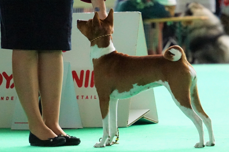12.08.18 World Dog Show Amsterdam